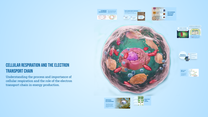 Cellular Respiration and the Electron Transport Chain by Dublin Conner ...