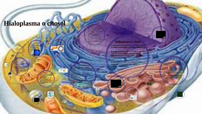 hialoplasma o citosol by nerea gonzalez de la cruz on Prezi