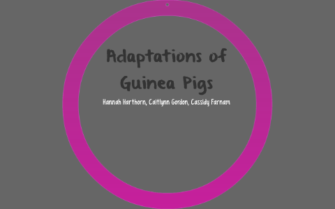 Adaptations Of Guinea Pigs By Hannah Nicole