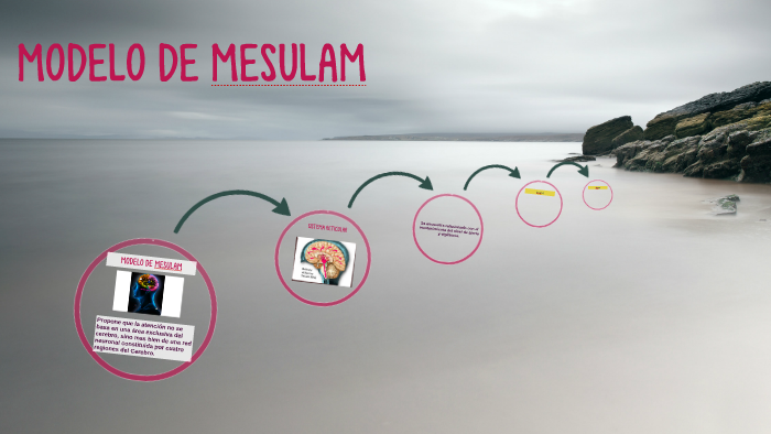 MODELO DE MESULAM by anita bejarano on Prezi Next