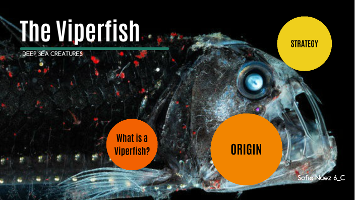 DEEP SEA CRATURES: The Viperfish by Sofia Nuez on Prezi