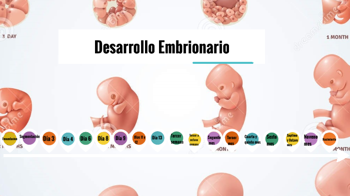 linea de tiempo desarrollo embrionario by sofia zappala on Prezi