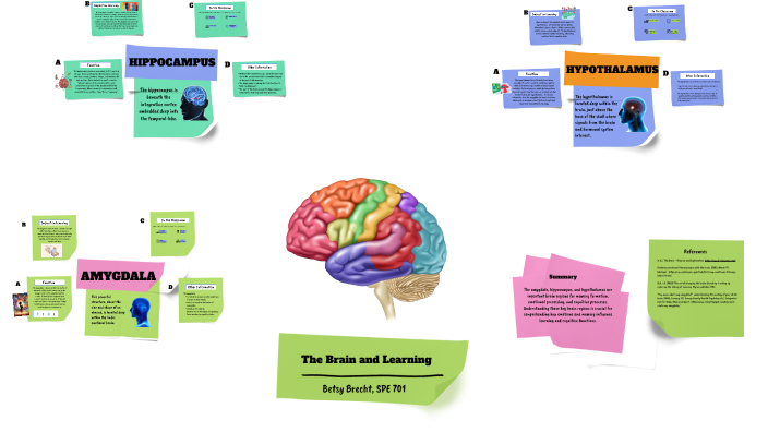 The Brain and Learning by Betsy Brecht on Prezi