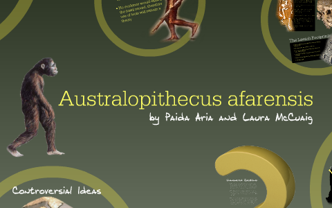 Human Evolution Assignment: Homo afarensis by Laura McCuaig on Prezi