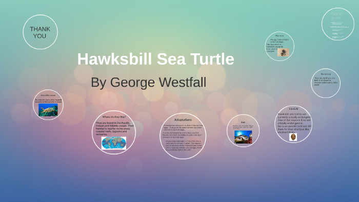 HawksbIll Sea Turtle by George Westfall on Prezi