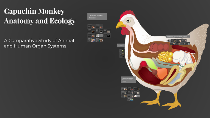 Capuchin Monkey Anatomy and Ecology by DANICA COLLINS on Prezi