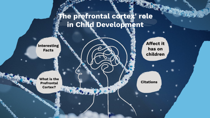 Prefrontal Cortex' role in Child Development by Juleanna Glass on Prezi