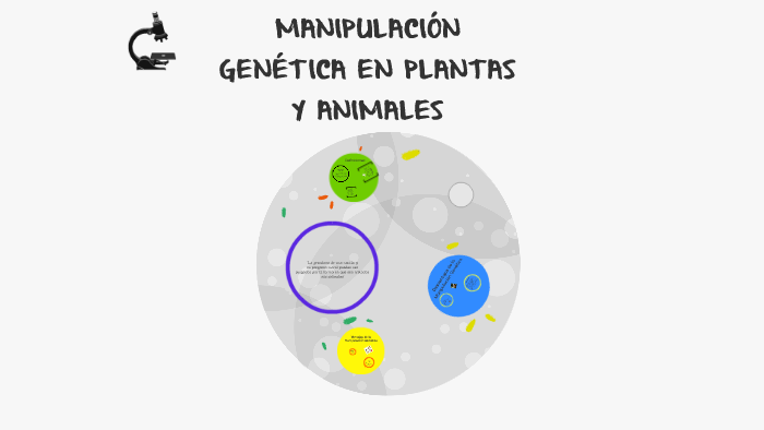 Manipulacion Genetica En Plantas Y Animales By Nieves Hm On Prezi