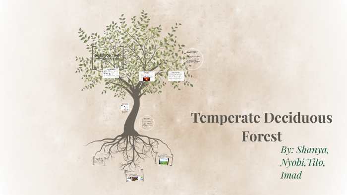 Temperate Deciduous Forest by Group Deciduous Imad,Nyobi,Shanya,Tito on ...