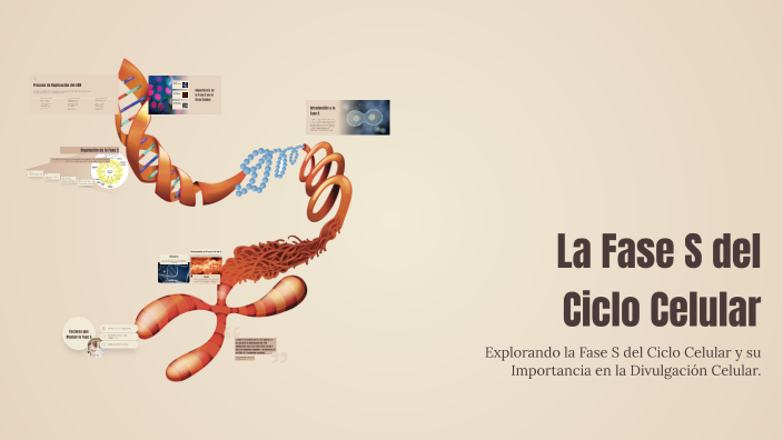 La Fase S del Ciclo Celular by aaron ayora on Prezi