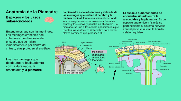 Cartel Anatomia By Victor Cardenas On Prezi