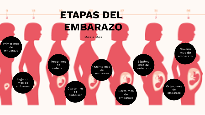 Etapas de la Gestacion by Selena Albujar on Prezi