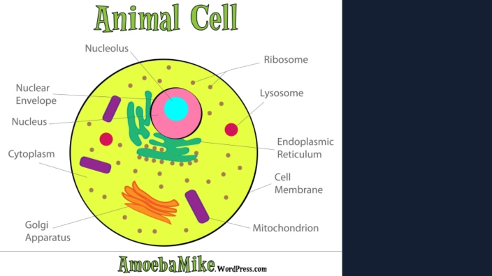 The Animal Cell Resume by Connor Babcock on Prezi