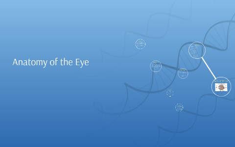 Anatomy of the Eye by Stephanie Long on Prezi