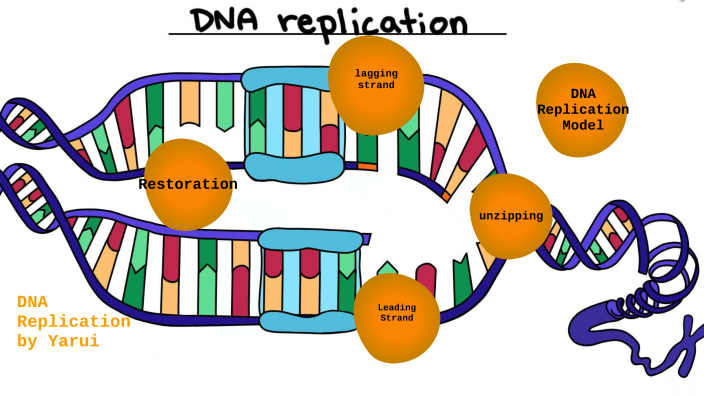 DNA Replication by Yarui Rao on Prezi