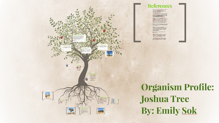 Organism Profile Joshua Tree By Emily Sok
