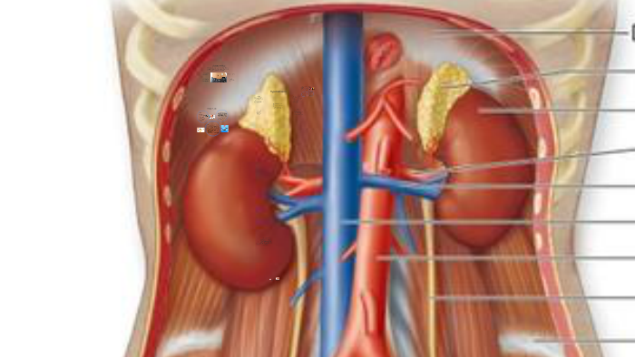 Excretory System Diseases by Kalaina Kozak on Prezi