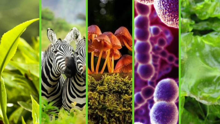 REINOS DE LA NATURALEZA by ALICIA INES CELESTINA PADILLA MAMANI on Prezi