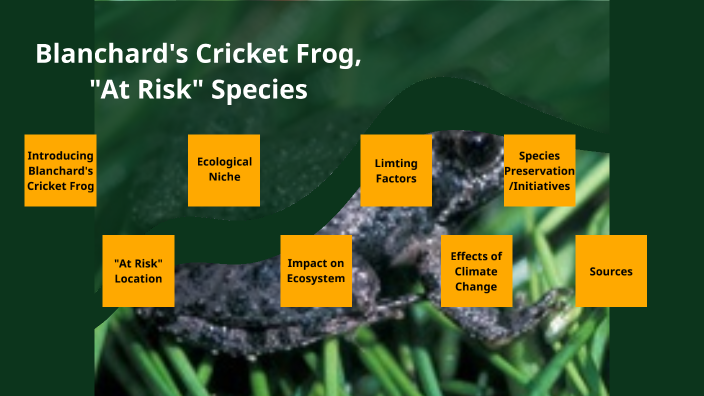 Blanchard's Cricket Frog, "At Risk Species" By Gala Goran On Prezi