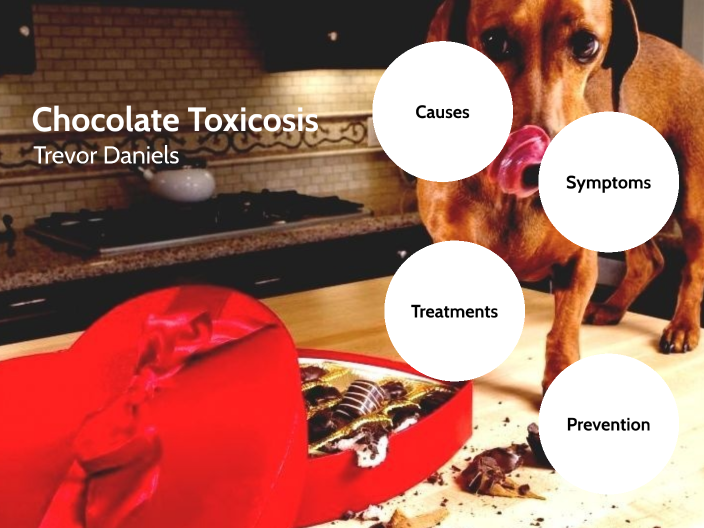 Chocolate Poisoning by Trevor Daniels on Prezi