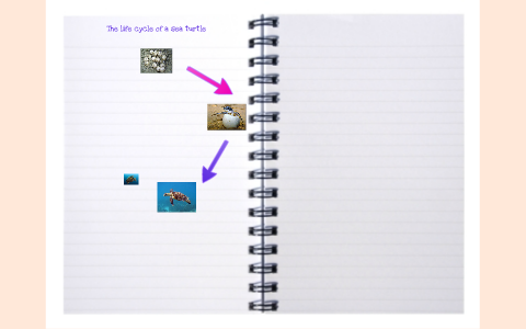 The life cycle of a Sea Turtle by Chloe Cheong on Prezi