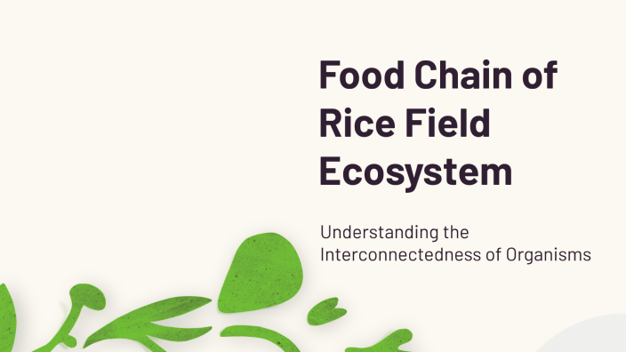 Food Chain in Rice Field Ecosystem by Ayyana Rebecca on Prezi