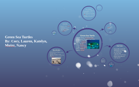 Green Sea Turtles by Cory Hayden on Prezi