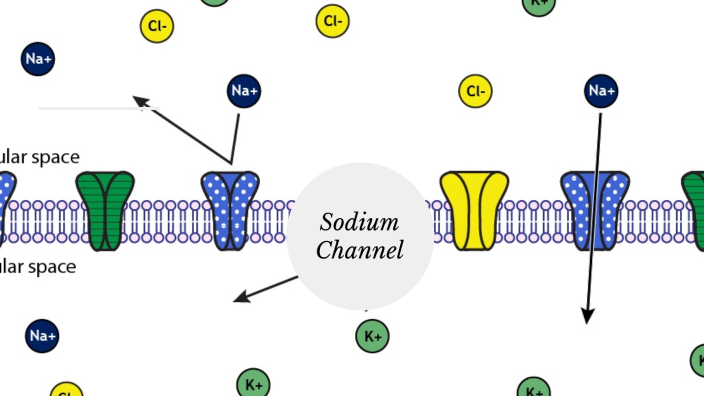 Sodium Channel by Kay Ruff on Prezi