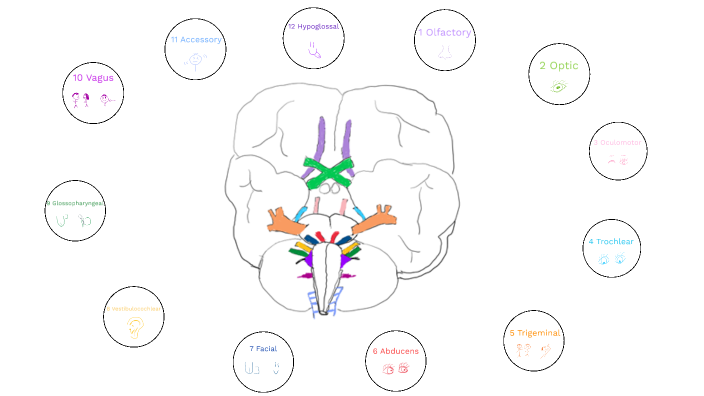 12 Cranial Nerves by Lydia Webb on Prezi