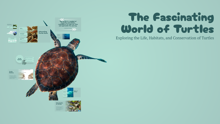 The Fascinating World of Turtles by Austin Berens on Prezi