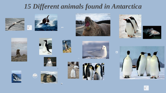 Animals found in Antarctica by L A