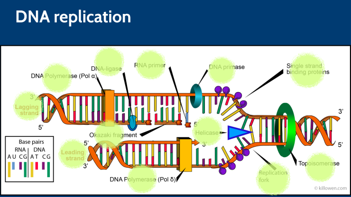 DNA replication by kun I on Prezi