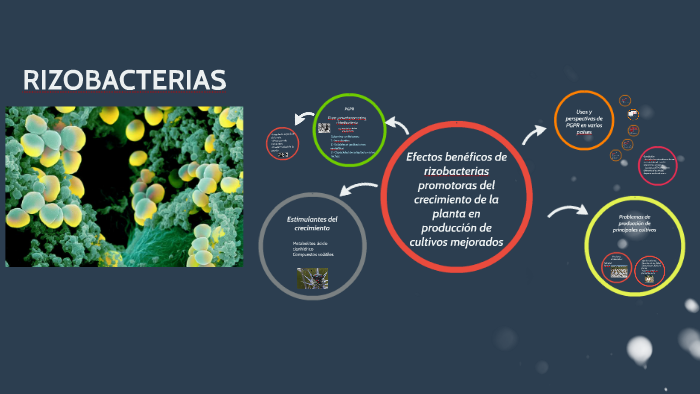 Efectos beneﬁcos de rizobacterias promotoras del crecimiento by ...