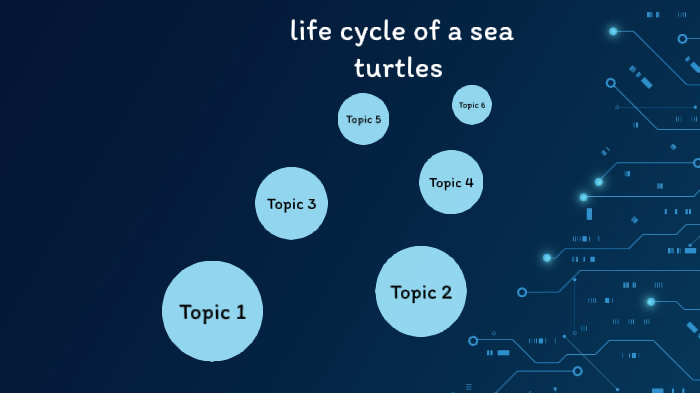 What is the life cycle of a sea turtles by Matthew Summers on Prezi