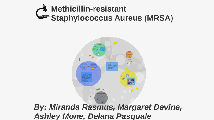 Staphylococcus - microbewiki