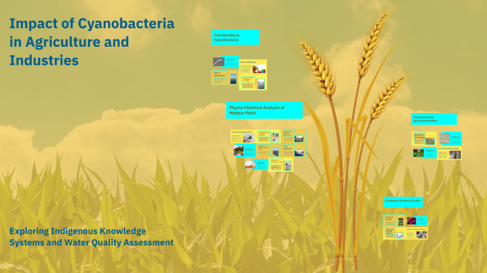 Impact of Cyanobacteria in Agriculture and Industries by Syed Hussain ...
