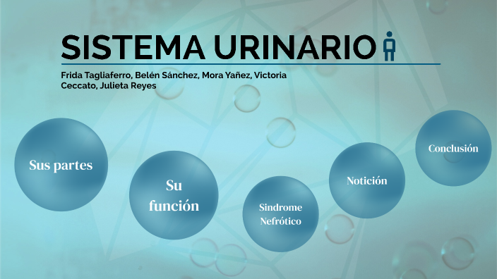 Sistema Urinario By Belen Sanchez On Prezi