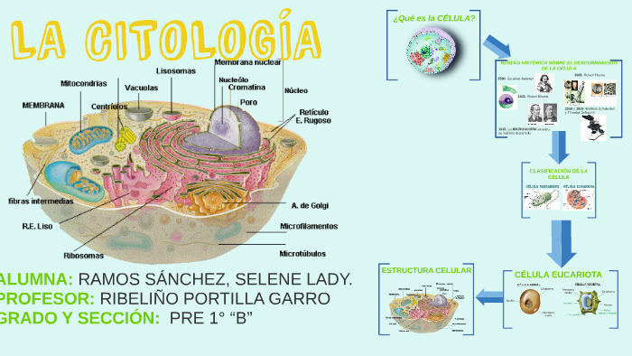 LA CITOLOGÍA by jeanpierre conejo sanchez on Prezi