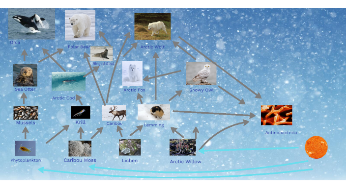 Food Web Tundra by Zayn Alhenawi on Prezi