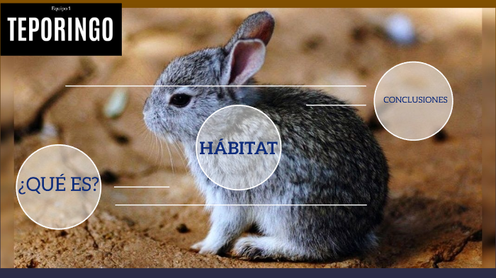 Teporingo Rabbit Teporingo. by Mel Nájera on Prezi