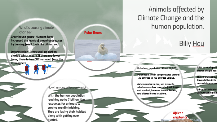 Animals affected by Climate Change by Billy Hou