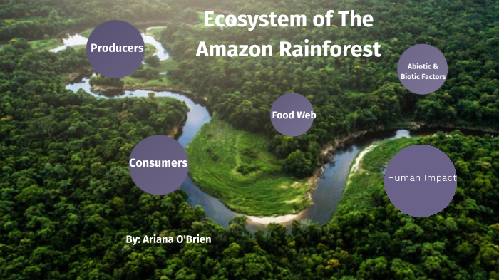 ecosystems of the amazon rainforest by Ariana O'Brien on Prezi