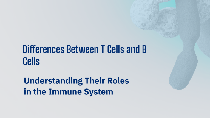 Differences Between T Cells and B Cells by Sarah Reuss on Prezi