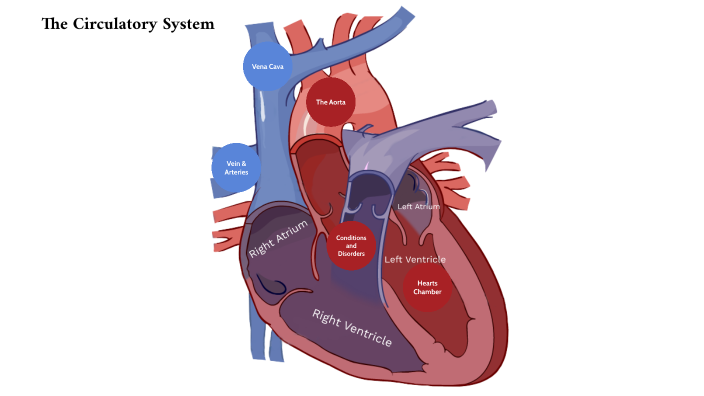 The Circulatory System by Barney Jones on Prezi