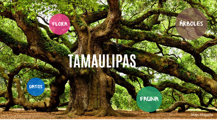 TAMAULIPAS by Majo Magaña