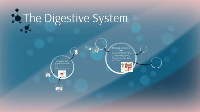 The Digestive System by Jessica Gajewski