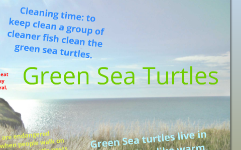 Green Sea Turtles by Emily Calder on Prezi