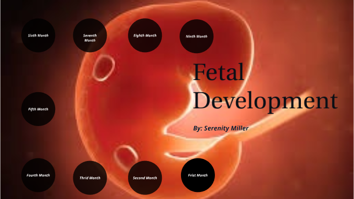 Fetal Development by Serenity Miller on Prezi