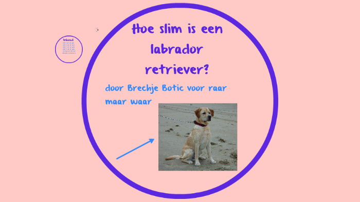 Hoe slim is een hond? by Joepbinkpoes Botic on Prezi