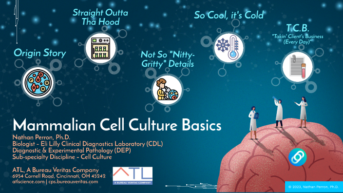 Mammalian Cell Culture Basics by Nathan Perron on Prezi Next